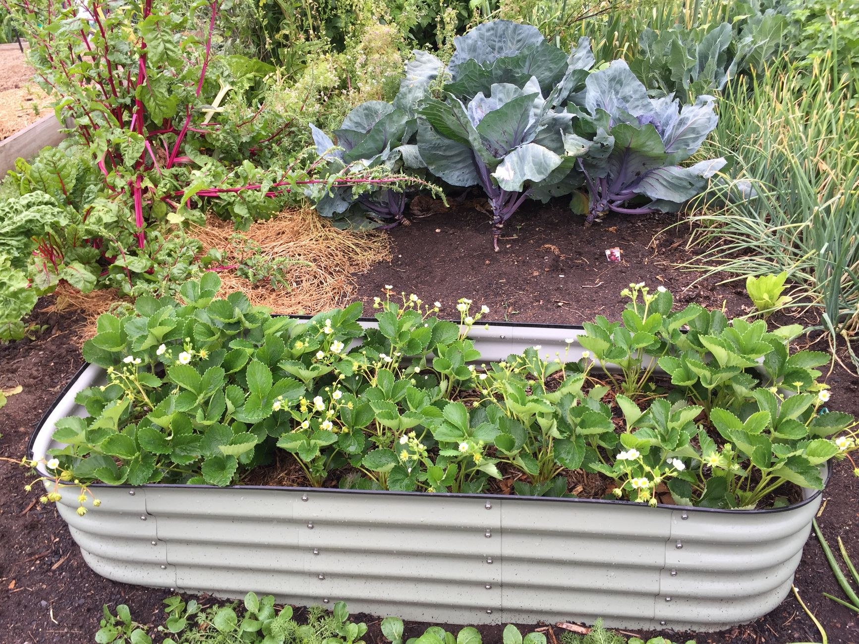 Garden and lawn care insights from Lawns and Landscapes West