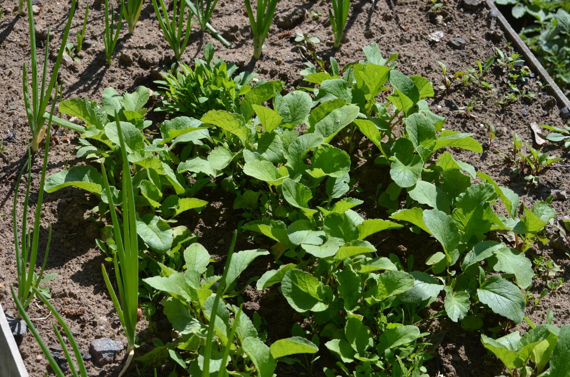 Crisp lawn edges and planted beds